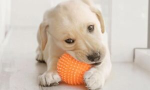 honden kauwspeelgoed voor puppy's