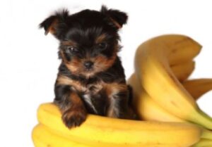 mag een hond bananen eten