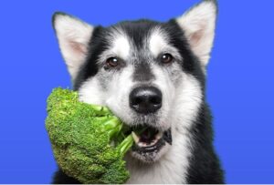 mag een hond broccoli eten