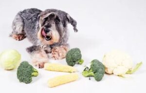mag mijn hond broccoli