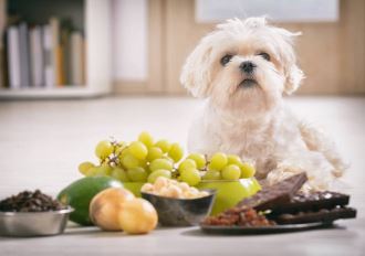 mogen honden druiven eten