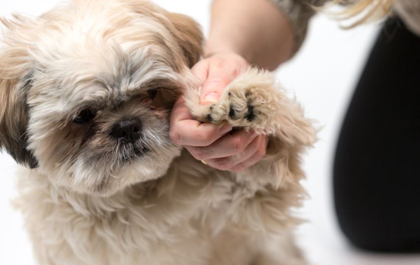 Handschrift motor Geavanceerde De nagels van uw hond veilig trimmen: Tips, trucs, en verzorgingstechnieken