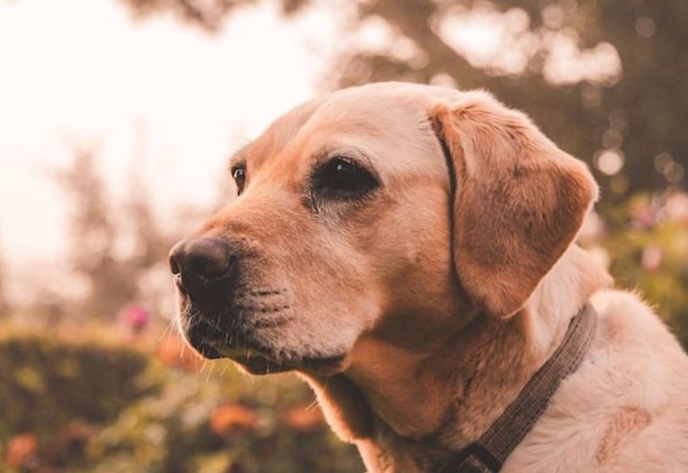 oude hond verzorgen