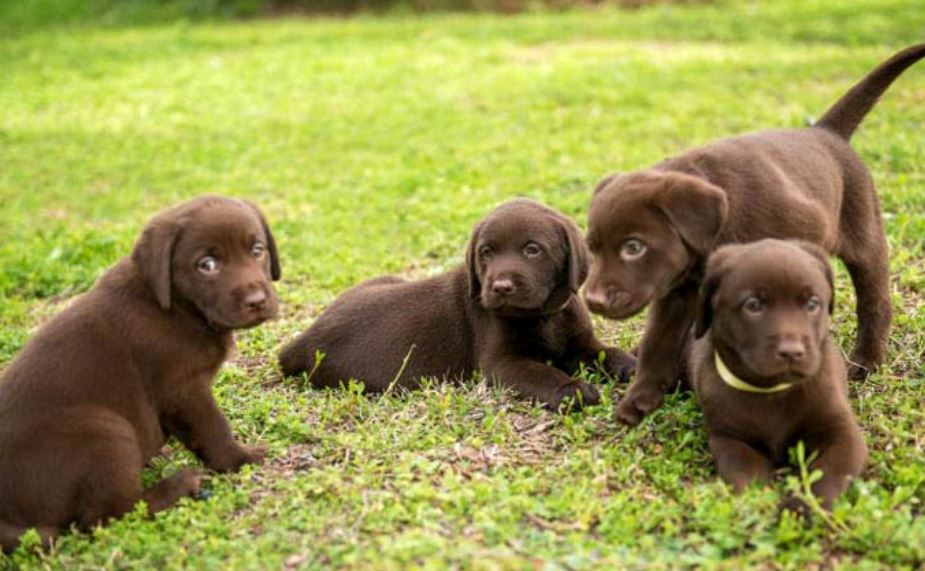 parvo bij puppies