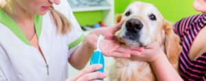 tandverzorging voor honden