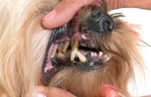 tandvleesontsteking bij honden