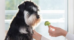 voordelen broccoli honden