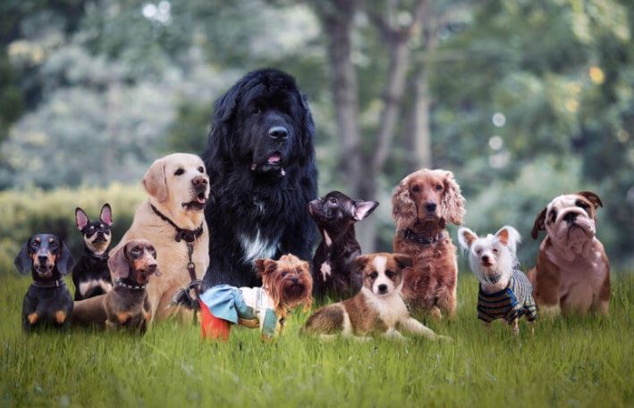 Waarom worden honden sneller oud dan wij