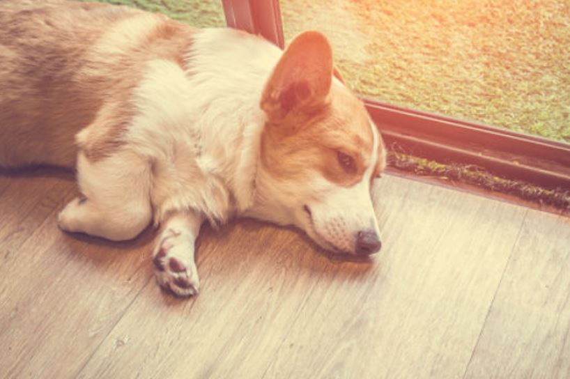 Waarom loopt mijn hond mank? Uitgelaten Hond