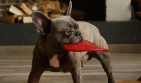 Bulldog die zware frisbee in bek draagt bij hondenpark