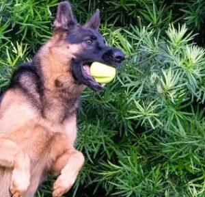 Duitse herder die West Paw Jive Onverwoestbaar hondenbal speeltje springt en vangt