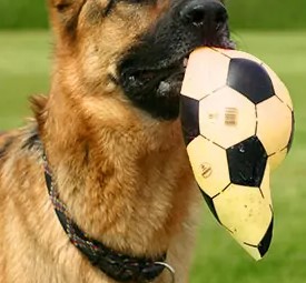 Duitse herder met gepopte voetbal in bek vraagt om stoerder hondenspeelgoed