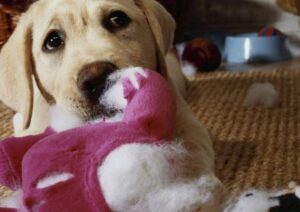 Gele Labrador die op gebroken pluchen stuk speelgoed kauwt met uitgescheurde vulling