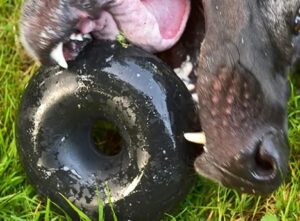 Grote bruine Deense Dog zet agressief zijn tanden in Goughnuts Buster - Het beste kauwspeeltje dat we hebben beoordeeld voor reuzehonden
