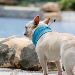 Hondenriem voor verkoeling voor de hond - Halsband geschikt voor puppy's en kleine honden - Doglemi