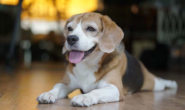 Pocket Beagle