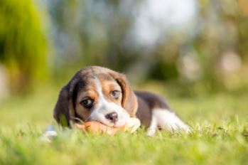 beagle opvoeden