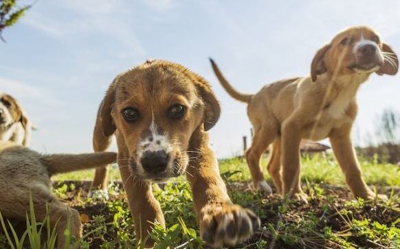 kruising labrador beagle