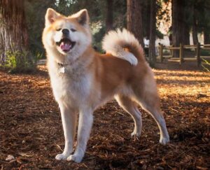 akita inu