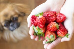 Mogen honden aardbeien eten