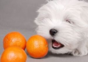 hond eet mandarijn