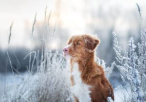 Bruine en witte hond in een besneeuwd veld - hoe koud is te koud voor honden? hond bevriezen