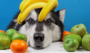 Groenten en fruit die honden wel en niet mogen eten