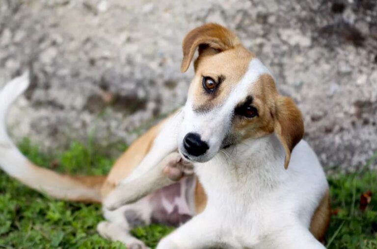 Hoe kom ik van vlooien af - Uitgelaten Hond