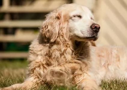 Hoe lang leven Golden Retrievers