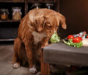 Hoeveel selderij kunnen honden eten