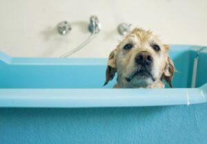 Hond in een badkuip