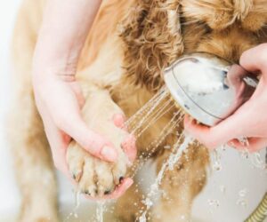 Hondenpoten wassen in de douche