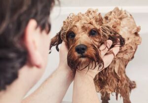 Man die zijn hond een bad geeft
