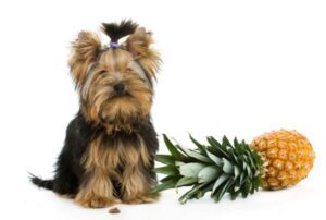 Mogen honden ananas eten