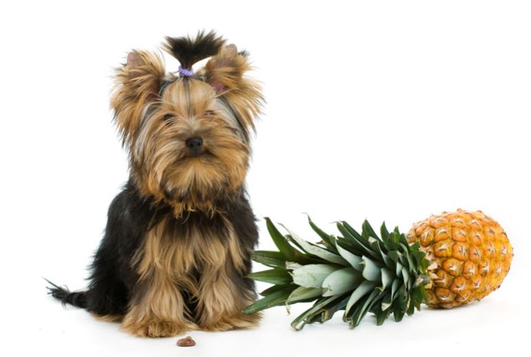 Mogen honden ananas