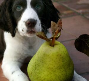 Mogen honden peren eten.