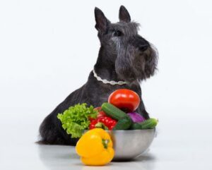 Mogen honden tomaten eten