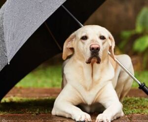 Uw hond uitlaten in de regen