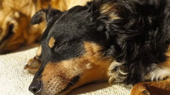 Waarom liggen honden graag in de zon