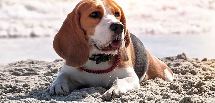 Zonnebrand bij honden