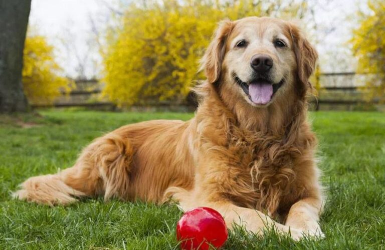Hoe lang leven Golden Retrievers? Hoe kun je dit verlengen