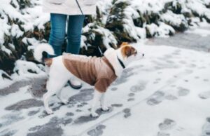 hondje uitlaten tijdens koude seizoen buiten