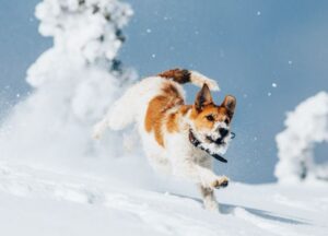 sneeuwvakantie met uw hond