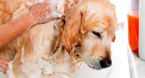 vlooienschampoo voor honden