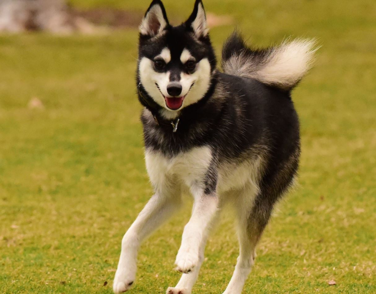 Alaska Klee Kai