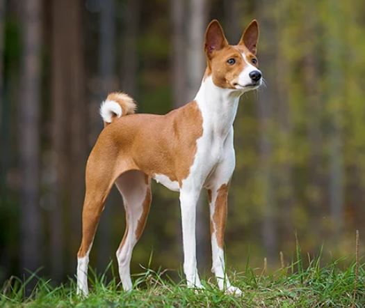 Basenji