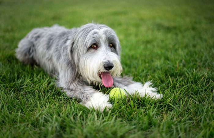 Bearded Collie