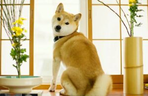 Shiba Inu