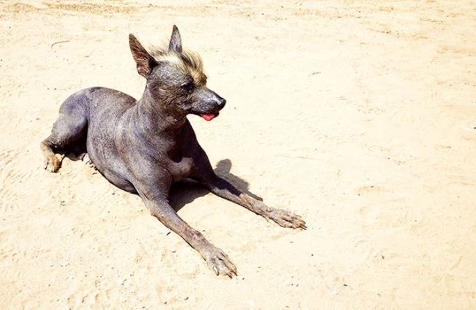 Xoloitzcuintli