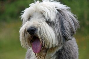 bearded collie pup